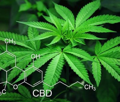 Le CBD un produit necessaire pour la santé