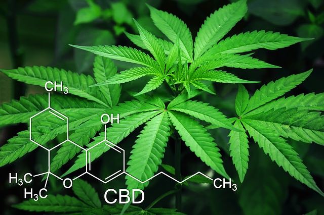 Le CBD un produit necessaire pour la santé